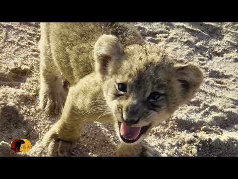 Once-in-a-Lifetime! Lioness Lets Cubs Get THIS Close to Us!