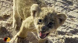 Once-in-a-Lifetime! Lioness Lets Cubs Get THIS Close to Us!