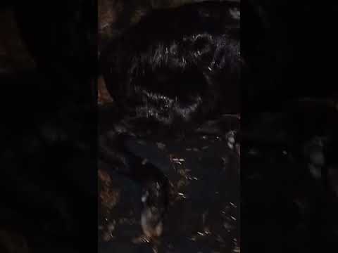 Male calf of M29 bull