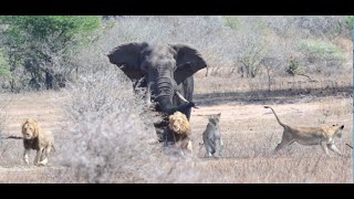 An elephant chasing a pride of lions away from a waterhole near Lower Sabie Kruger National Park