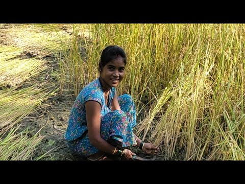 rice farmer cutting | भात कापणी | live stream | live feed | marathi vlog | village vlog 2