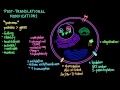 Post-Translational Modifications in Proteins