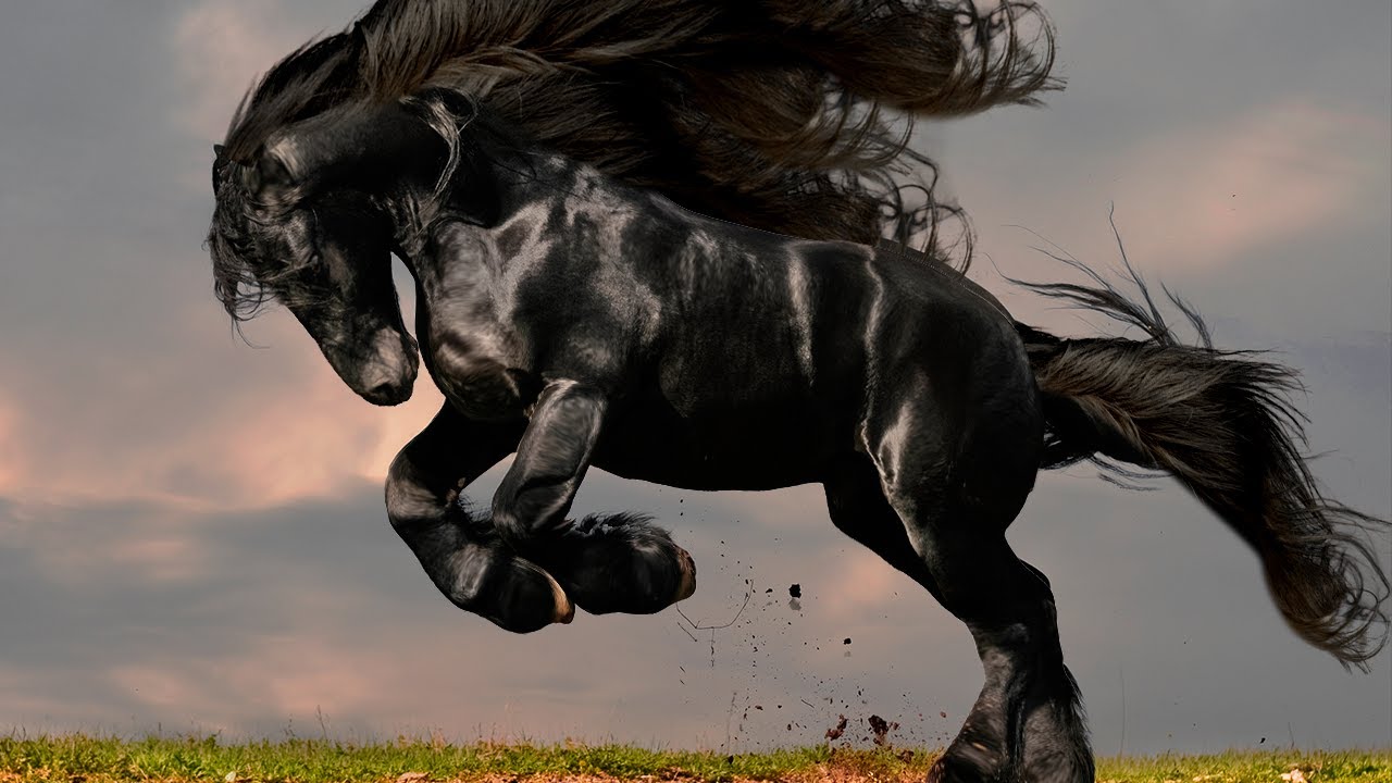 Most Beautiful  and Impressive Horse Breeds in the World!