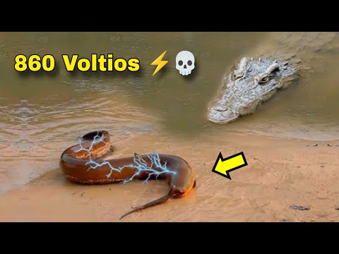 ANGUILA eléctrica ELECTROCUTANDO a COCODRILO ⚡⚡LA LEY DEL MÁS FUERTE 💪🐊👈⚡