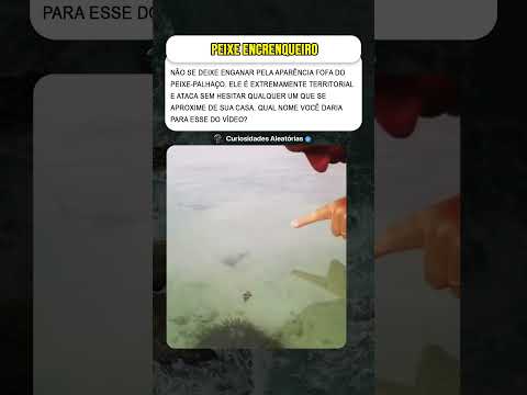 Coragem Não Se Mede Em Centímetros #curiosidades #mistérios