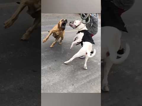 Fila brasileño escapa y ataca a Dogo Argentino #perro #perros #dogoargentino #filabrasileiro