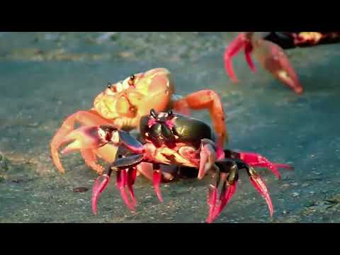 Weird Crab Behavior: Crab Eating Crab