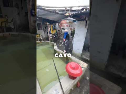 Me Caigo en la PISCINA!๐ฐ #campo #granja #viralvideo