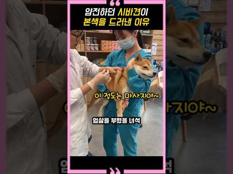 얌전하던 시바견이 본색을 드러낸 이유