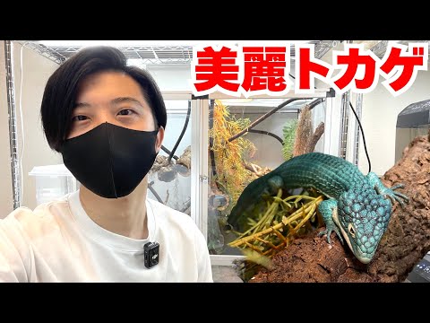 爬虫類初心者にAIと勘違いされた美しいトカゲの現状【アブロニアグラミネア】