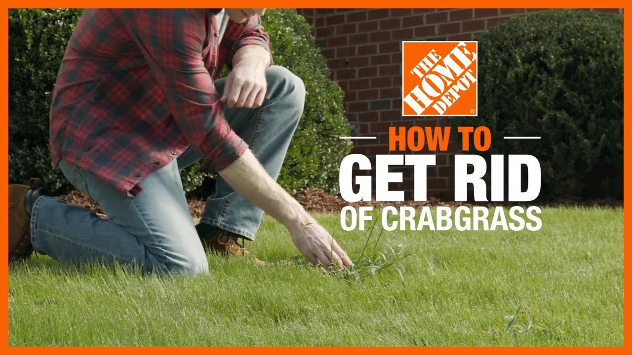How to Get Rid of Crabgrass