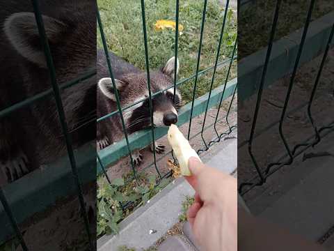 Єлизаветівська конеферма❤️👍💥