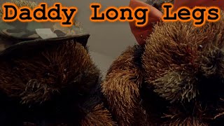 Daddy Long Legs