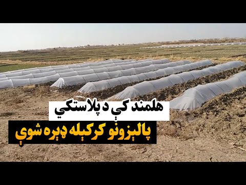 هلمند کې د پلاستکي پالېزونو کرکېله ډېره شوې