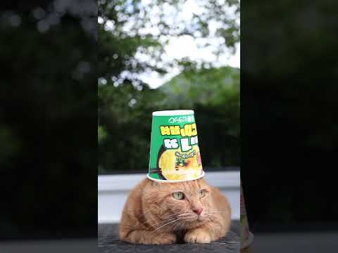 青春という名のラーメン しおバター味　250908 #cat #cute #ねこ　 #ネコ　 #猫のいる暮らし　 #cutecat　 #猫のいる生活　 #猫動画　#のせ猫