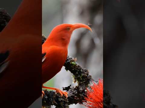 Get a bird’s eye view of how scientists use Google’s Perch model to help save endangered birds.