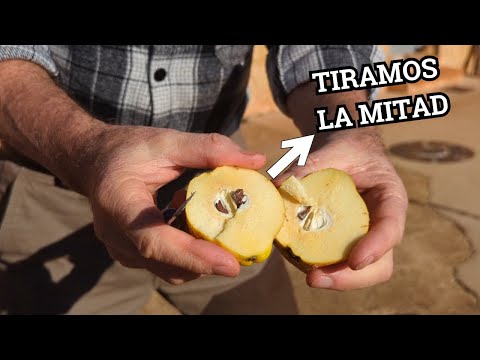 MEMBRILLO: Árbol y frutos