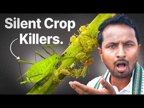 फसलों का खून चूसने वाला दानव⚠️🚫Aphid Attack & Control | Crop Disease & Pest: S1E3 | Indian Farmer