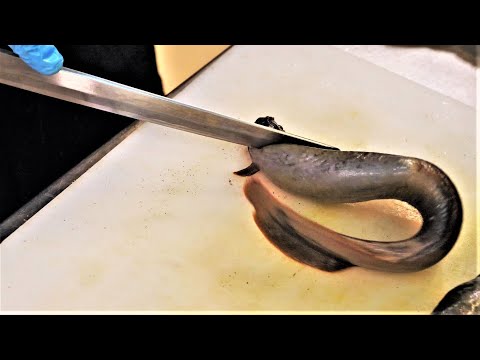 Dispatching Live Eel at a Sushi Restaurant!!!
