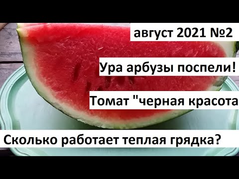 Август 2021 серия 2. Арбузы поспели! Сколько работает теплая грядка? Томат черная красота