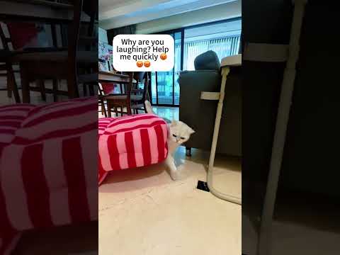 cat expression reaction 😆🤣 #cat #reaction #funny #love #baby #pets #comedy #catvideos #toyhouse #fun
