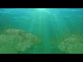 Impact of Algal Blooms on Aquatic Life