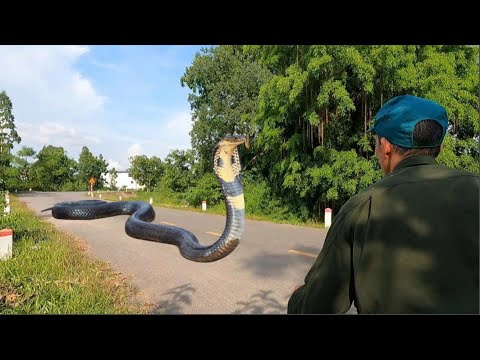 suffocation. Two brave young men captured a giant king cobra crossing the highway.