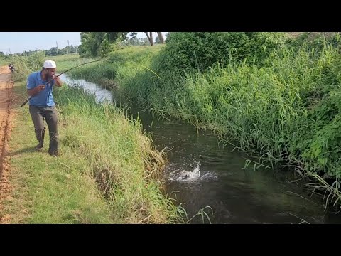 SMALL HOOK FISHING TECHNIQUES "CATFISH AND TILAPIAFISHES FISHING IN VILLAGE "SINGLE HOOK FISHING