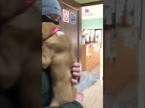 Собачку забирают из приюта .