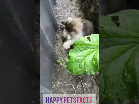 Cute funny kitten vs. hamster. #shorts #kitten #cute #hamsters #funny #pets #animals