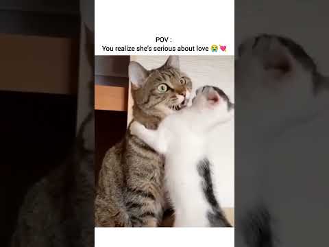 #viralshorts #viralcats #catlove #kittenlove #memes #trenfingshortvideo #fypage