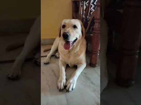 Sahi heina😁 #short #shortsviral #shorts #funny #comedy #pets #yt #love #labrador #lab #viral