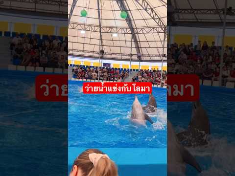 ว่ายน้ำแข่งกับโลมา ไอเดีย D ว่ายน้ำแข่งกับโลมา