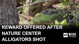 YouTube video thumbnail: Reward Offered After 3 Alligators Shot at Texas Nature Center
