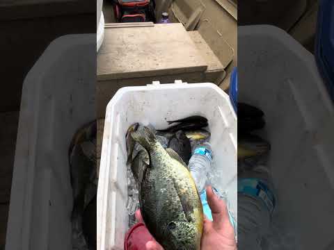 Enjoying the evening on the river #fishing #swanseabaitandtackle#riverfishing #bluegill