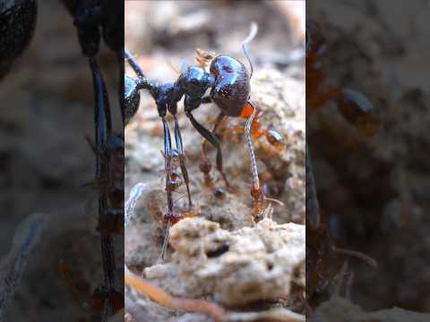 🐜 Messor and Red Ants: Battle in Nature for Resources
