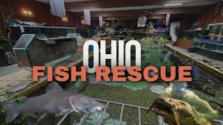 Monster Catfish are Causing Mayhem