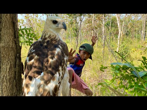 Amazing Video Of Mr. Thy with Eagle. #wildlife #forest #eagle #nature #whitetailedeagle #birds