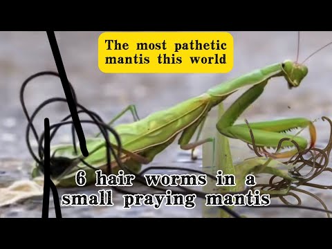 95% wild praying mantis got infection hairworms,parasite