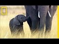 Elephant Conservation and Ivory Trade