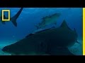 Lemon Shark Maternity Journey