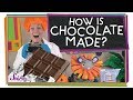 Cacao Processing and Halloween Costumes
