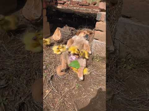 The little duck uses the dog’s belly as a duck walk. Original by Jin Taiyang, the cute dog