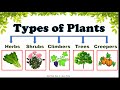 Types of Plants and Their Features