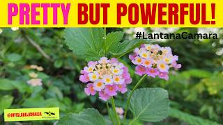 🧠 Boost Memory, Brain Health & Fight Infections with this (Pretty) Herb! #lantanacamara  🇯🇲