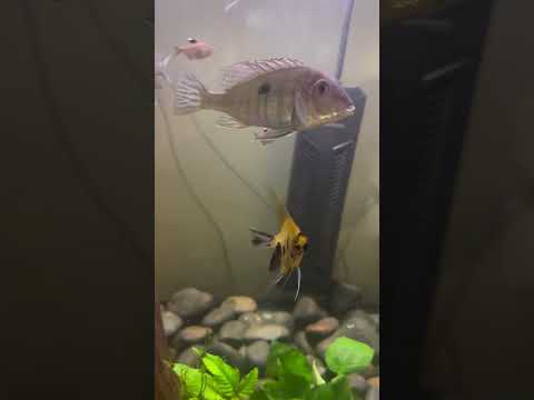 Koi Angels, Geophagus, Silver Tip Tetras, Diamond Tetras!  #tropicalfish #fishtank #aquarium #angel