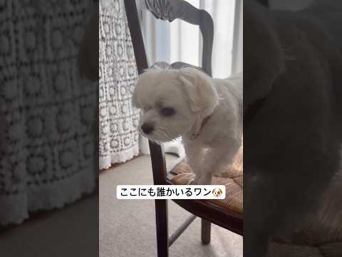 縁側のすりガラスに映る自分が氣になる生後2歳5ヶ月のマルチーズ #shorts #マルチーズ #威嚇