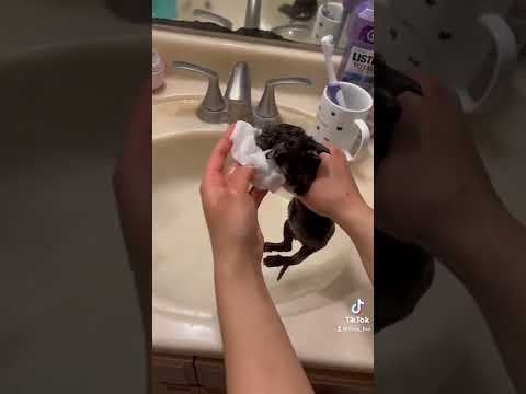 Bath time for foster kitten, Bessie