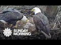 Conservation and Endangered Species Act