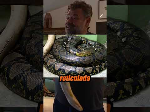 JÚLIO BALESTRIN CONHECEU A MAIOR COBRA DO MUNDO #juliobalestrin #richardrasmussen #cobra